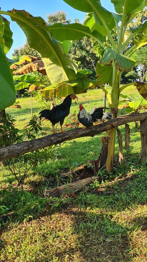 True Nature Chiang Mai - Yoga & Meditation Homestay Retreat Exterior photo